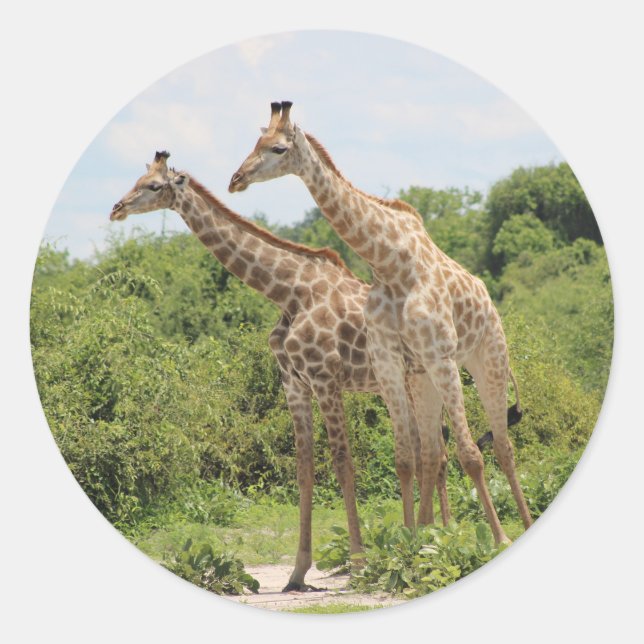 Två giraffer runt klistermärke (Framsida)
