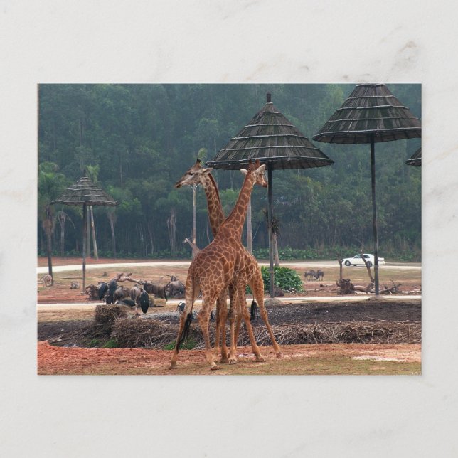 Två giraffer tröstar varandra i en djurpark vykort (Framsida)