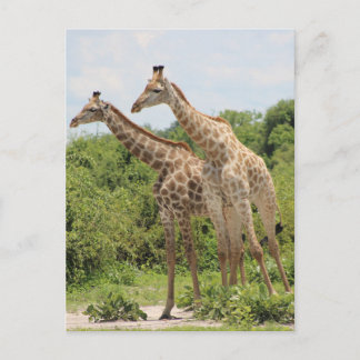 Två giraffer vykort