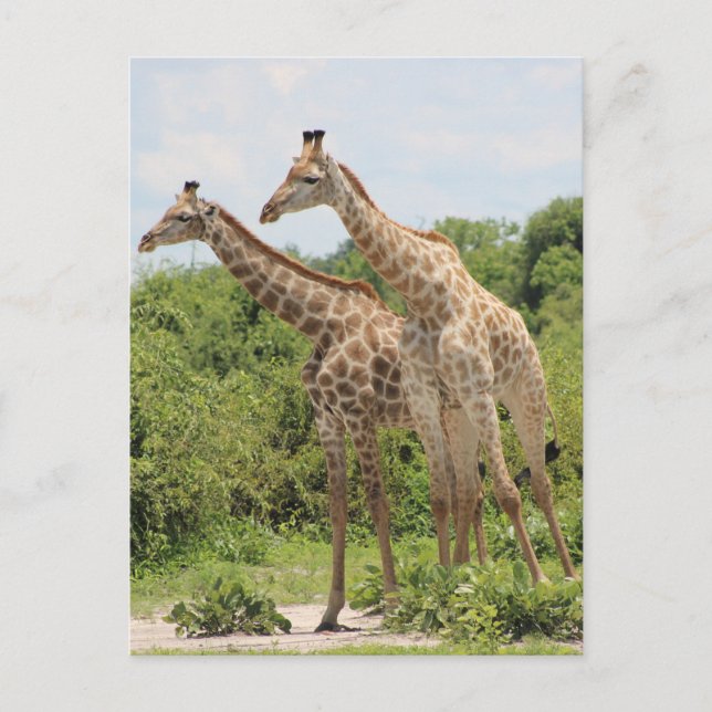 Två giraffer vykort (Framsida)
