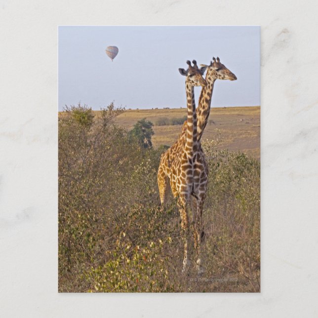 Två Giraffes (Giraffa camelopardalis), Masai Vykort (Framsida)