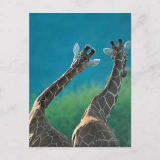 Två Giraffes (Giraffa camelopardalis) Vykort