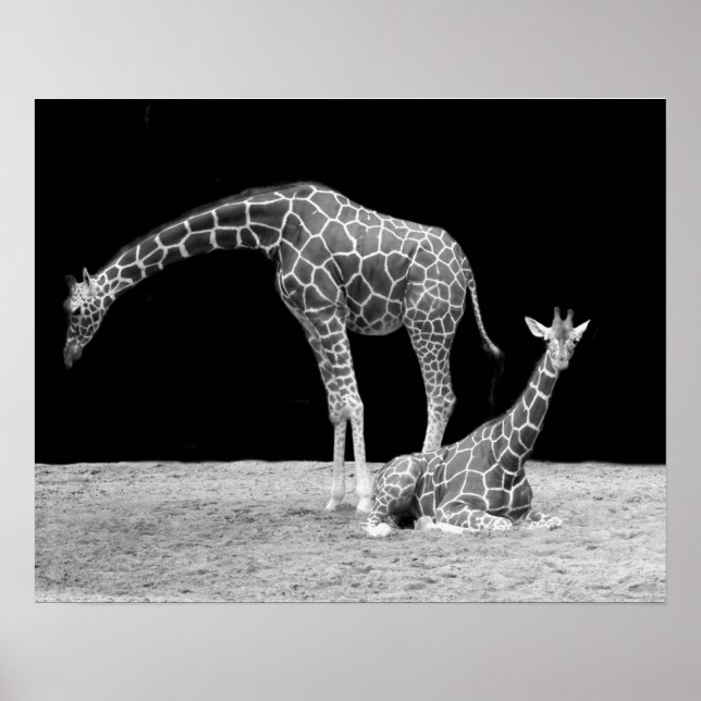 Två Giraffes in Black and White Poster (Framsidan)