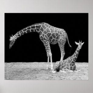 Två Giraffes in Black and White Poster