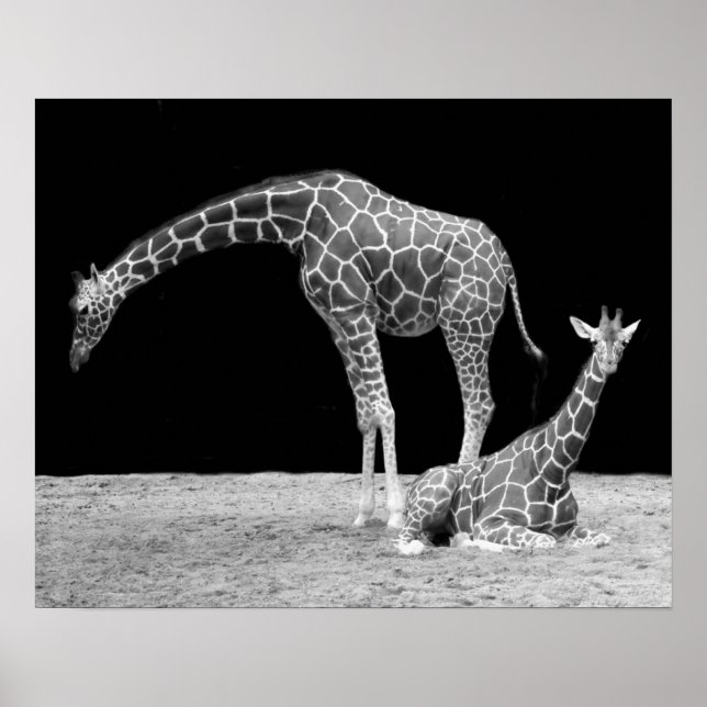 Två Giraffes in Black and White Poster (Framsidan)