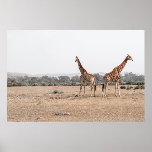 TVÅ GIRAFFES POSTER