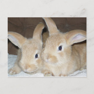 Två Golden Bunnies Vykort