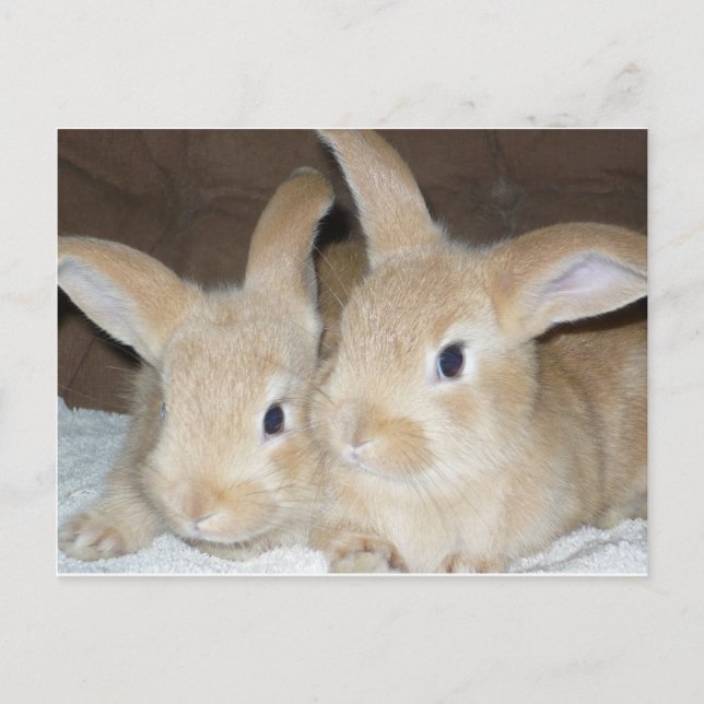 Två Golden Bunnies Vykort (Framsida)