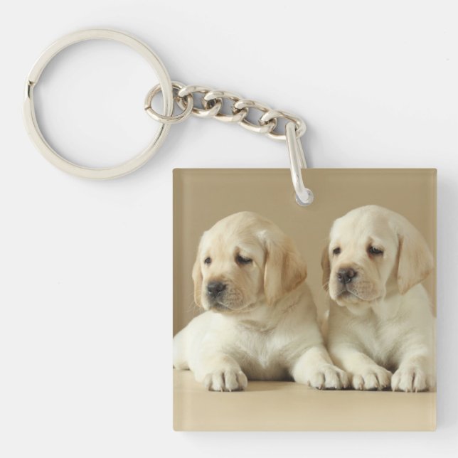 Två Golden Labrador-valpar (Framsidan)