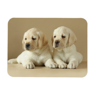 Två Golden Labrador-valpar Magnet