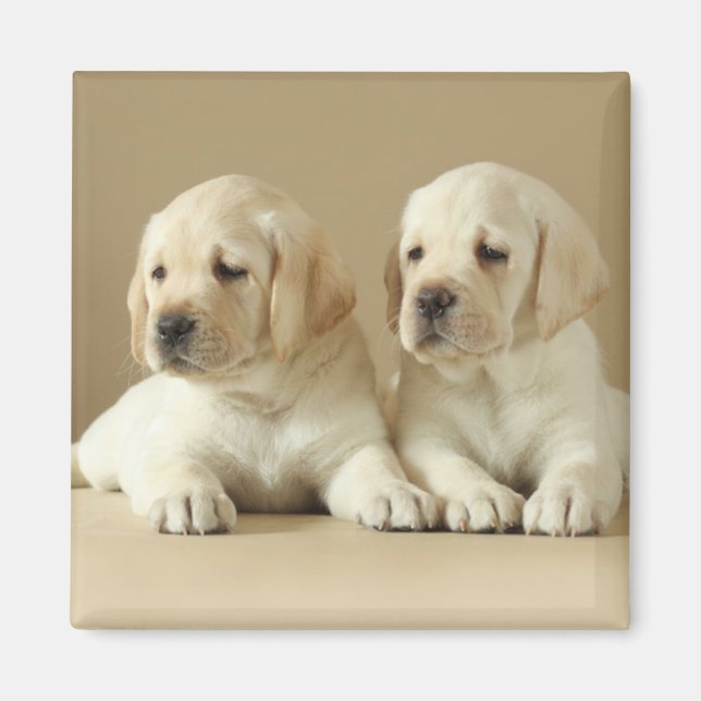 Två Golden Labrador-valpar Magnet (Framsidan)