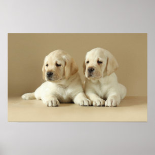 Två Golden Labrador-valpar Poster