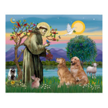 Två Golden Retrievers