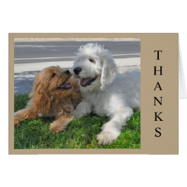 Två Goldendoodle-valpar! Hälsningskort