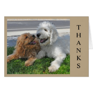 Två Goldendoodle-valpar! Hälsningskort