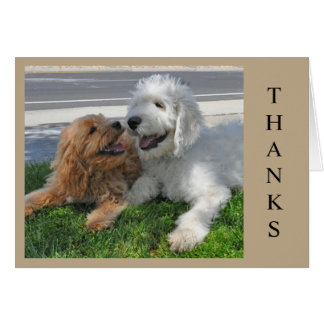 Två Goldendoodle-valpar! Hälsningskort