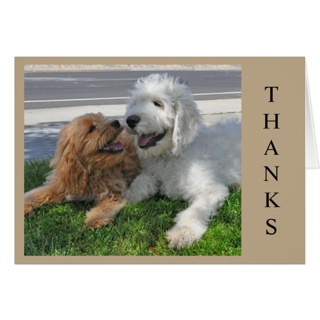 Två Goldendoodle-valpar! Hälsningskort (Framsidan Horizontal)