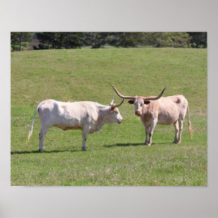 Två Gossiping Texas Longhorns Poster