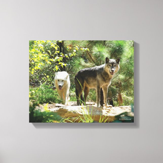 Två Grått-Varger i skogen Canvastryck (Framsida)