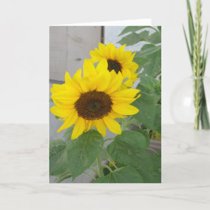 Två gratulationskort för solblommor kort