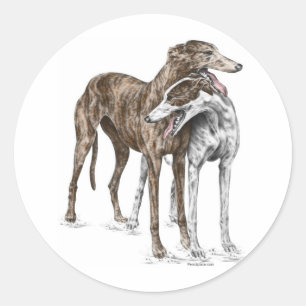 Två Greyhound Friends Hund Art Runt Klistermärke