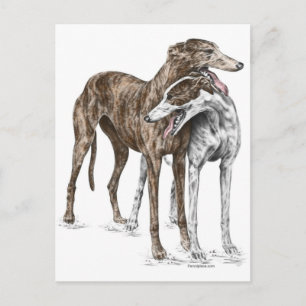 Två Greyhound Friends Hund Art Vykort