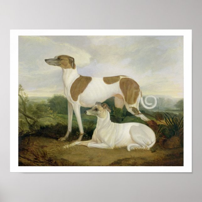 Två greyhound i ett liggande (olja på arbetsyta) poster (Framsidan)