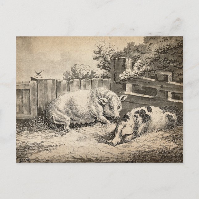 Två Grisar Ljugande i Rita i en utomhuspenna Vykort (Framsida)