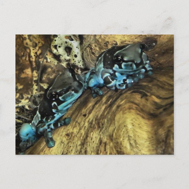 Två grodor som hänger på vykort (Framsida)