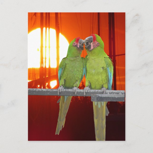 Två Gröntar Parrots Sunset DIY-vykort Vykort (Framsida)