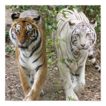 TVÅ GRUPPER STRUTANDE- VITA OCH BENGAL