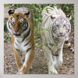 TVÅ GRUPPER STRUTANDE- VITA OCH BENGAL POSTER