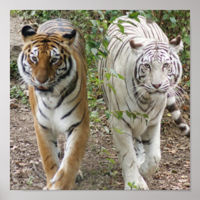 TVÅ GRUPPER STRUTANDE- VITA OCH BENGAL POSTER (Framsidan)