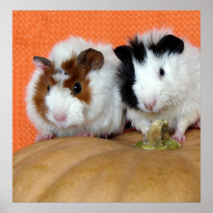 Två guineanska Grisar på en långöig ostPumpkin Poster