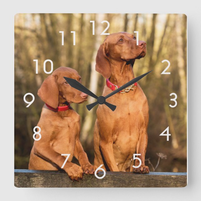 Två gulden Rust Vizsla Hundar Wall Clock Fyrkantig Klocka (Framsida)