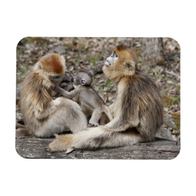 Två gyllene honapor med nyfödda magnet (Horisontell)