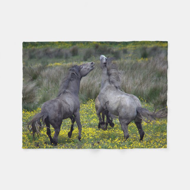 Två hästar bockspringer och leker fleecefilt (Framsidan (Horisontell))