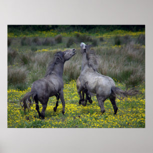 Två hästar bockspringer och leker poster