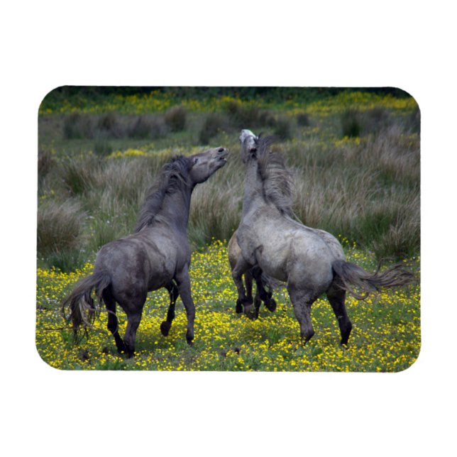 Två hästar Buck and Play Magnet (Horisontell)