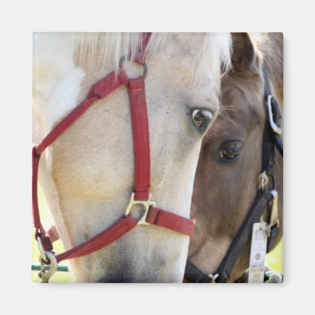 Två hästar Magnet (Framsidan)