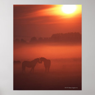 Två hästar på solnedgången poster