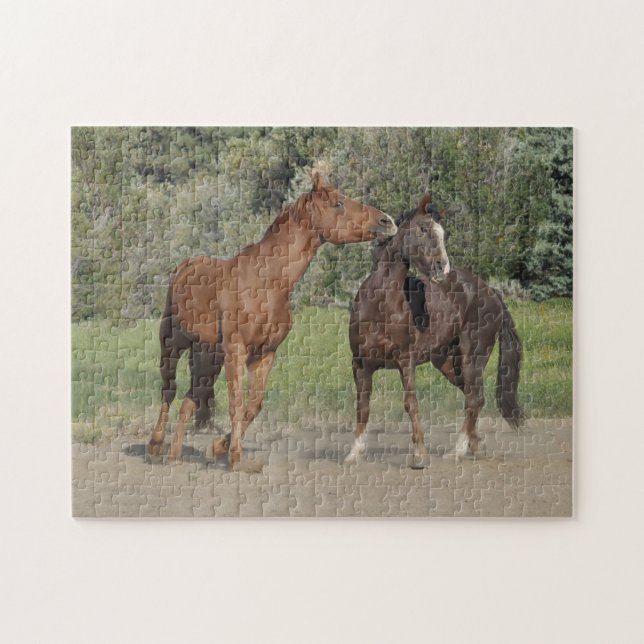 Två hästar spelar pussel (Horisontell)