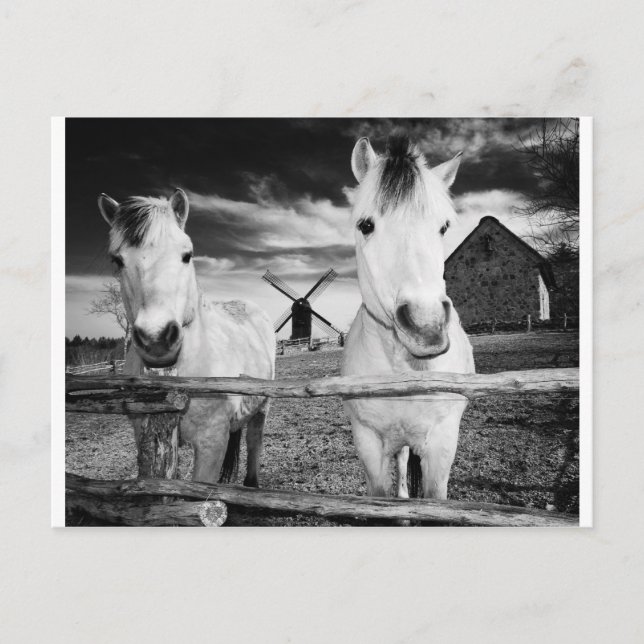 Två hästar vykort (Framsida)