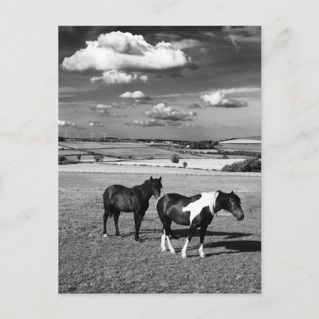 Två hästar vykort (Framsida)