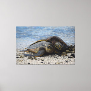 Två Hawaiianska Grönten Sea Turtles Hugging Canvastryck