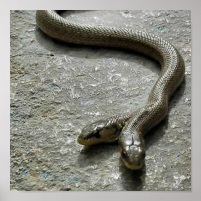 Två heliga ormar poster (Framsidan)