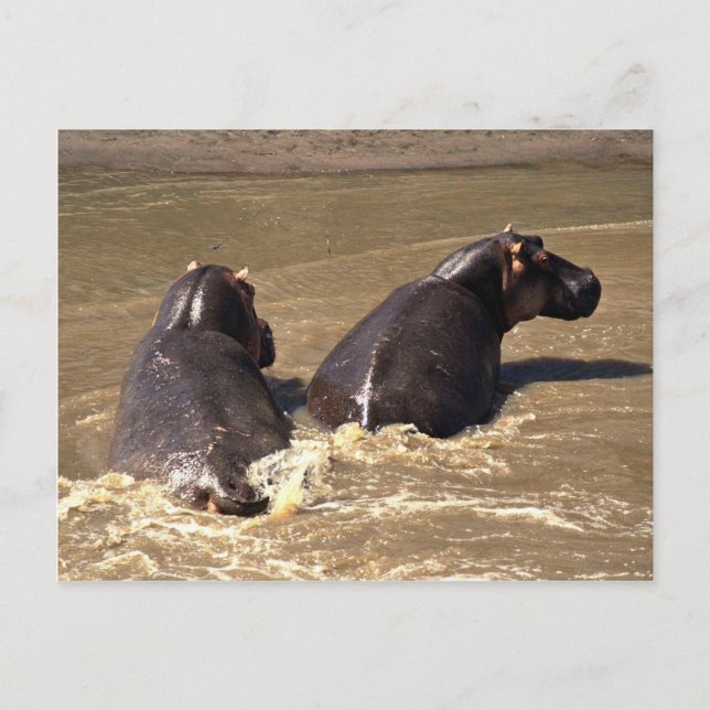 Två hippos vykort (Framsida)