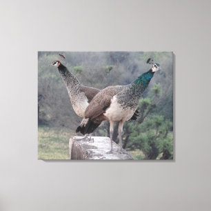Två honungsfåglar med grafiskt fotografi canvastryck