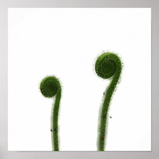 Två hoprullade blad av sileshår poster (Framsidan)