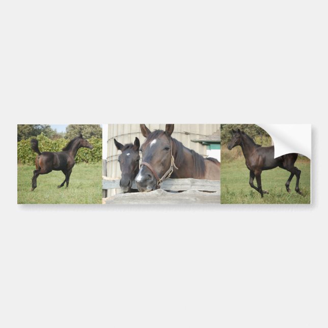 Två Horses Chewin a Fence Bildekal (Framsidan)